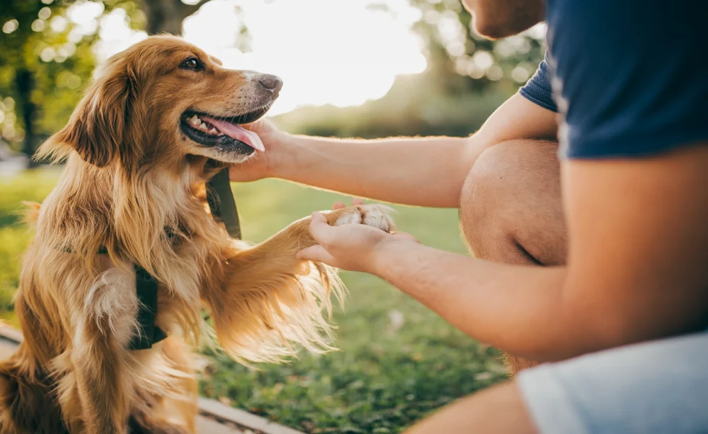 Guy and his dog, golden retriever
